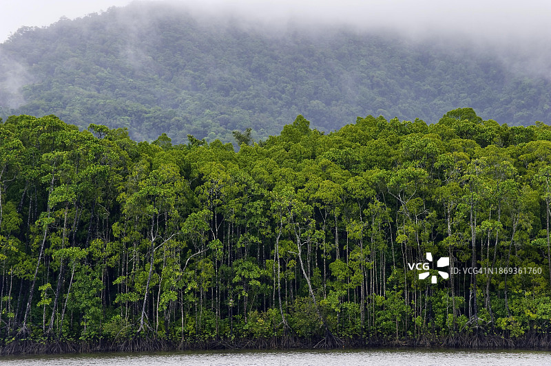 红树林、热带雨林，丹特里河，苦难角，道格拉斯港，澳大利亚图片素材