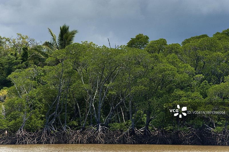 红树林、热带雨林，丹特里河，苦难角，道格拉斯港，澳大利亚图片素材