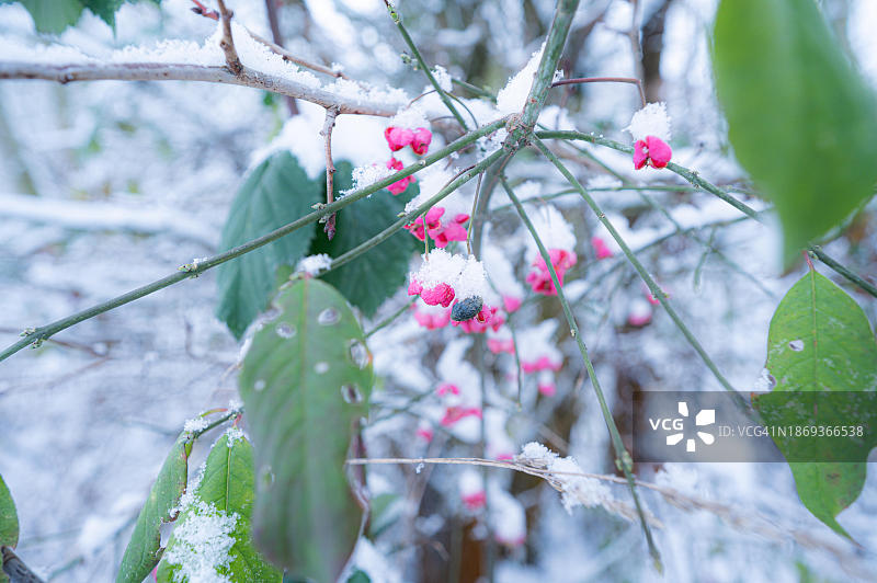 雪盖下的荚蒾粉色小花，德国图林根图片素材