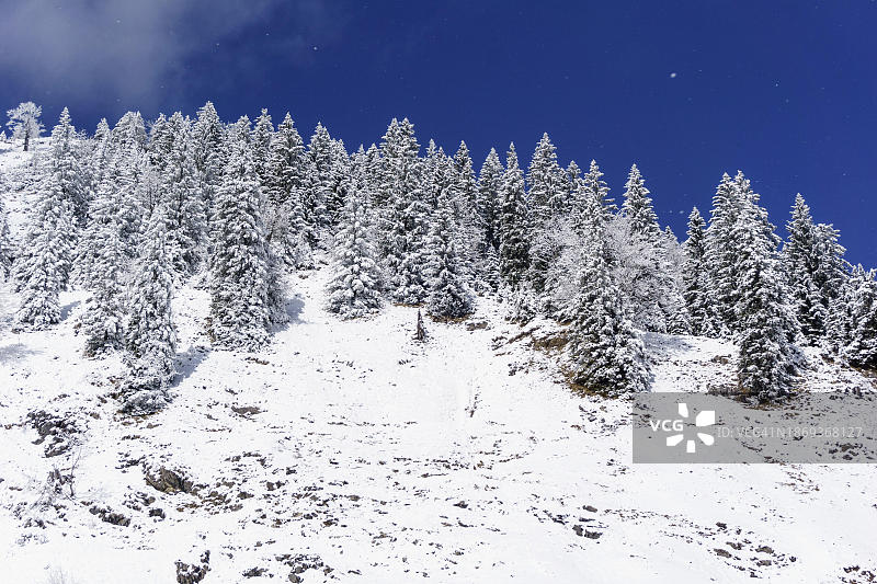 冬季山地云杉林，位于德国上巴伐利亚芒法尔山脉图片素材