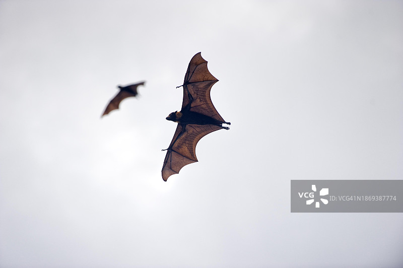 巨型蝙蝠：狐蝠（翼手科），蝙蝠，动物群，恐怖片，关于澳大利亚昆士兰凯恩斯图片素材