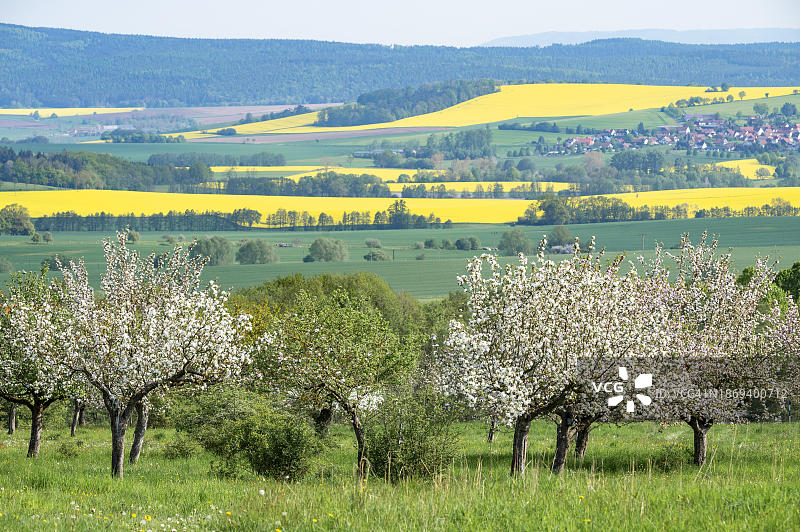 德国图林根州伦生物圈保护区盛开苹果树图片素材
