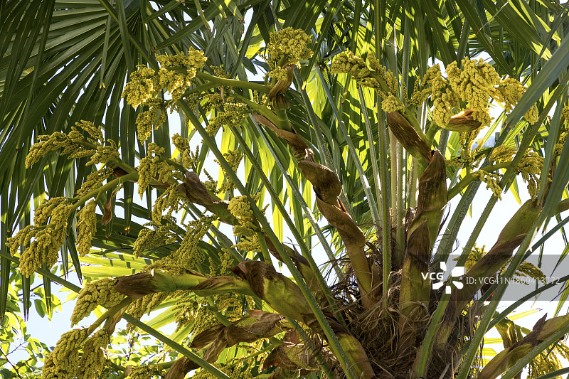 棕榈树，花序，德国巴登-符腾堡州，欧洲图片素材