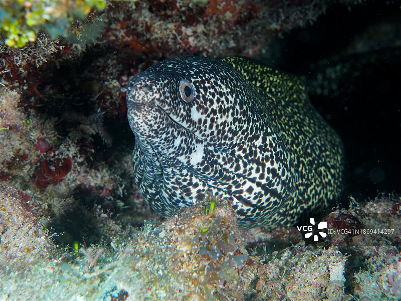 斑点海鳝，约翰·彭尼坎普珊瑚礁州立公园，佛罗里达群岛，佛罗里达州，美国图片素材