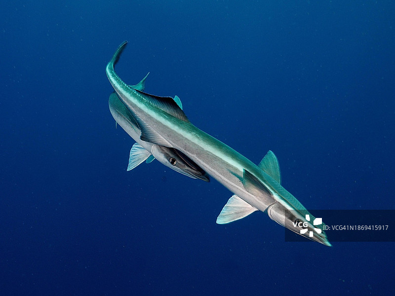 两条䲟鱼，单色蓝色背景，可拆卸，潜水点柠檬降，佛罗里达州里维埃拉海滩，美国图片素材