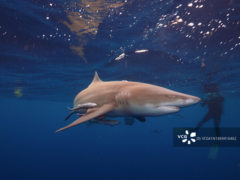 柠檬鲨图片素材