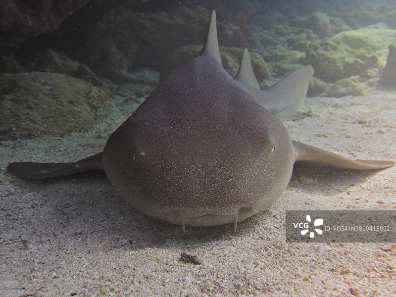 大西洋护士鲨(Ginglymostoma cirratum)的肖像,栖息在沙滩上,潜水地点约翰·彭尼坎普珊瑚礁州立公园,拉戈礁,佛罗里达礁岛群,佛罗里达州,美国,北美图片素材
