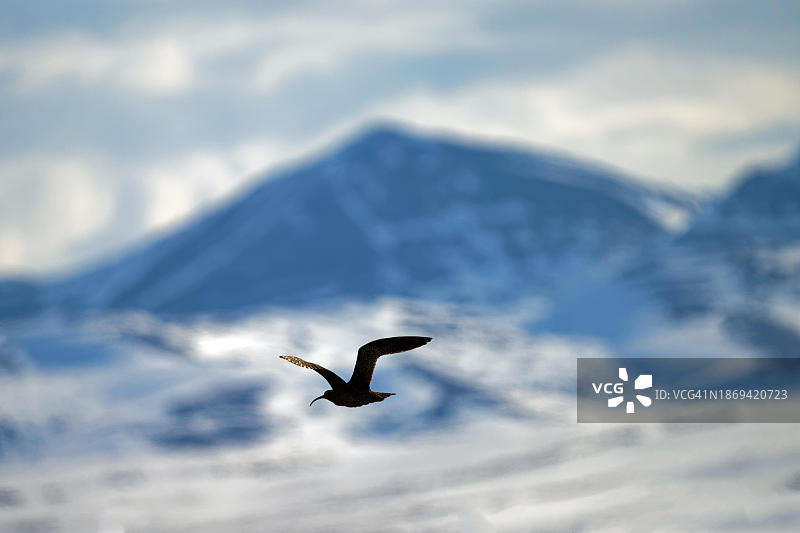 飞行中的中杓鹬，背景是加拿大育空地区理查森山脉图片素材