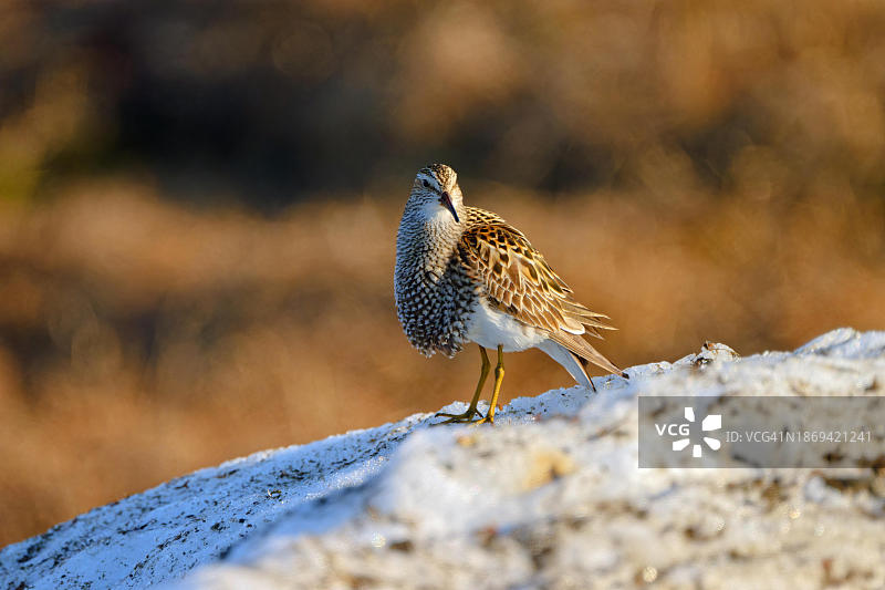 雄性胸 Sand(Calidris melanotos)繁殖羽毛站在旧雪地里,位于美国阿拉斯加北极地区的 Utqiagvik(前身为 Barrow)图片素材