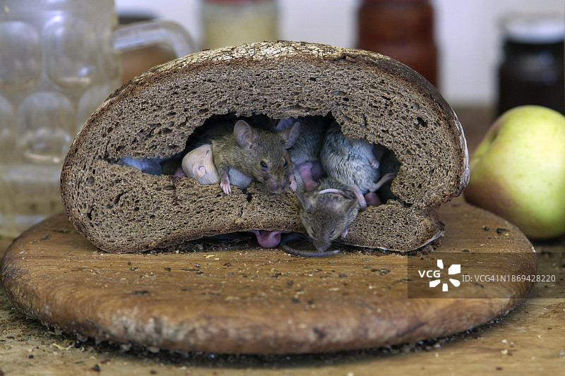 面包里的老鼠，老鼠一家，德国巴登-符腾堡州，欧洲图片素材
