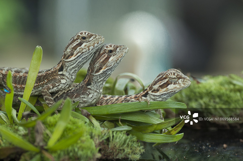 印度尼西亚三只小鬣蜥特写图片素材