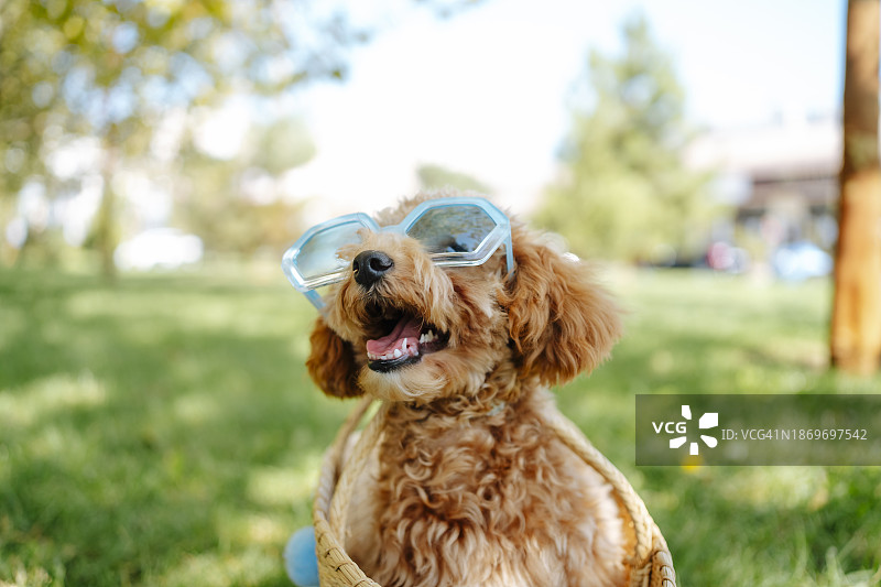 在公园里戴着太阳镜的可爱贵宾犬图片素材