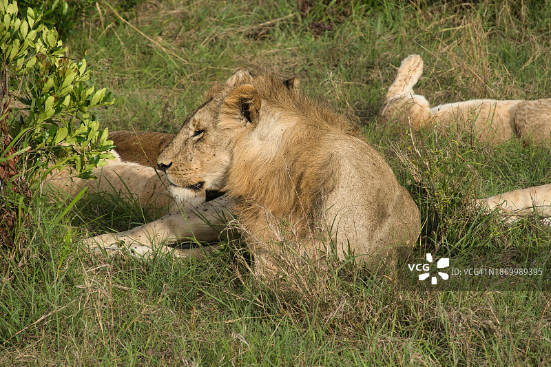 年老的狮王图片素材