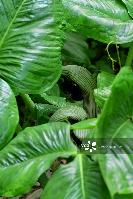 copra lily/ Arisaema ringens：花和果实图片素材