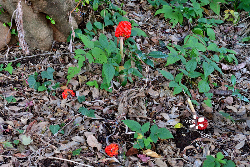 copra lily/ Arisaema ringens：花和果实图片素材