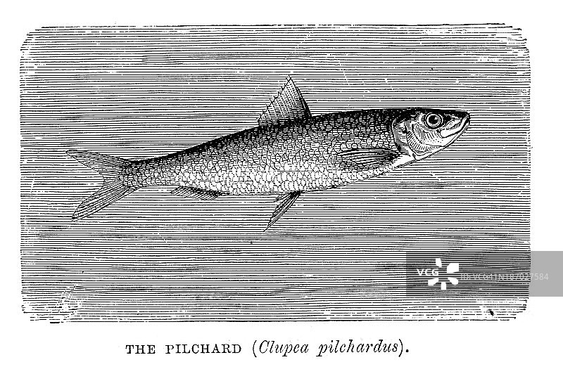 沙丁鱼图片素材