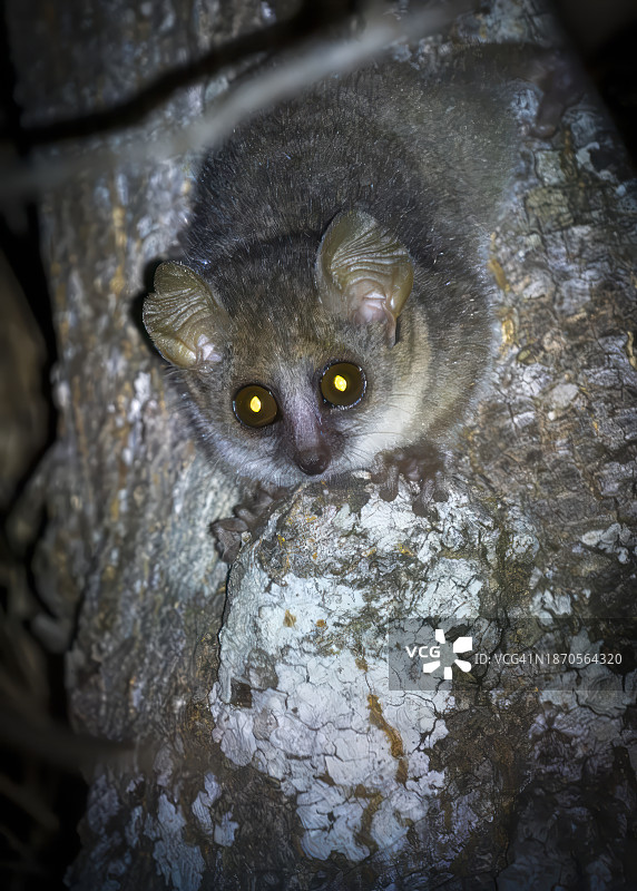 马达加斯加森林中的夜行鼠狐猴图片素材