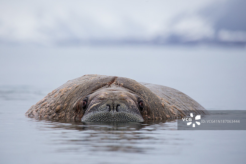 北极斯瓦尔巴群岛挪威的自然栖息地中的海象图片素材