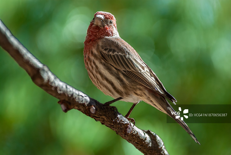 雄性家朱雀图片素材