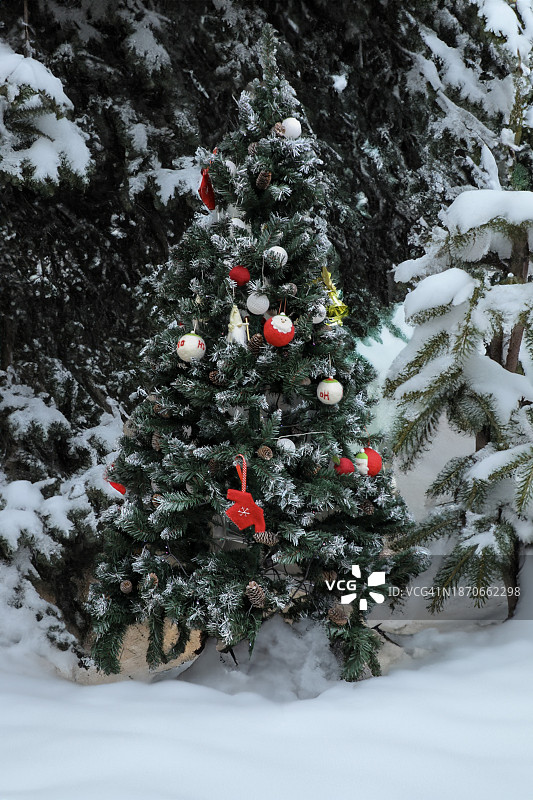 冬日仙境：装饰着雪的节日圣诞树图片素材