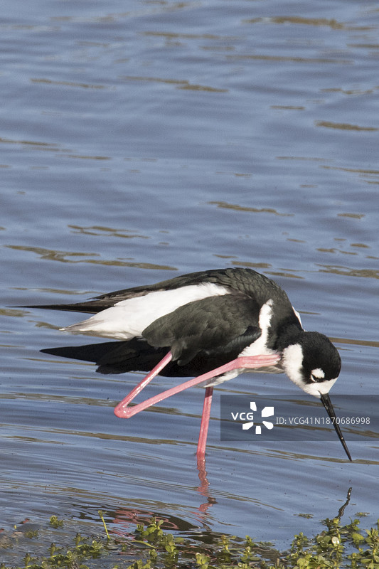 黑颈长脚鹬用脚挠痒图片素材