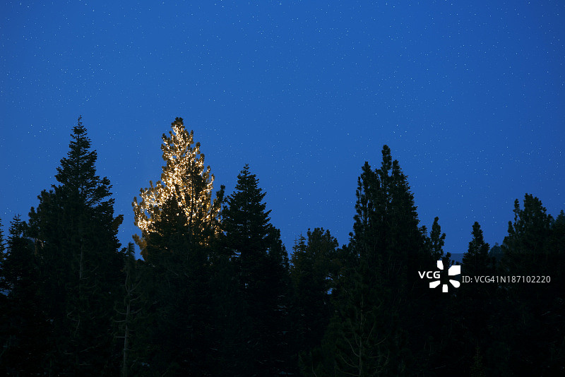 圣诞树图片素材