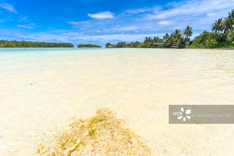 清澈的水和椰子树图片素材