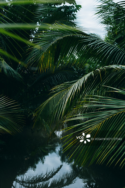 丛林河流图片素材