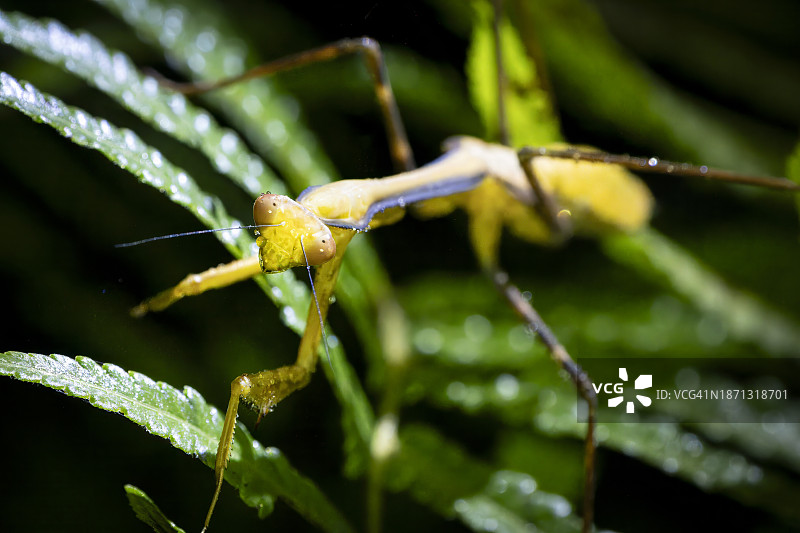 绿叶上缀满露珠的螳螂图片素材