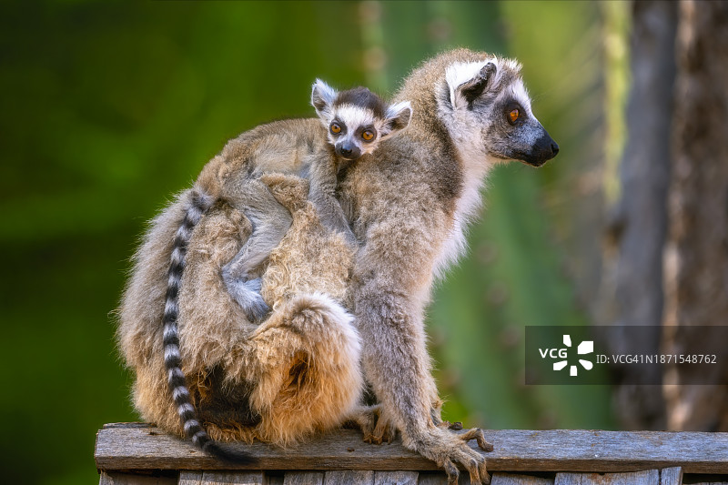 带着孩子的环尾狐猴妈妈:马达加斯加野生动物一瞥图片素材