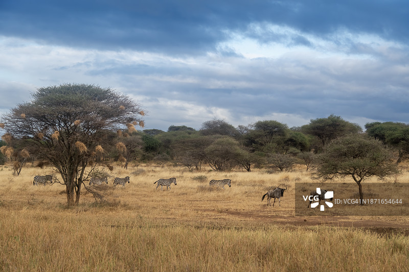 坦桑尼亚塔兰吉雷国家公园的斑马和角马群，以及美丽的非洲稀树草原景观图片素材