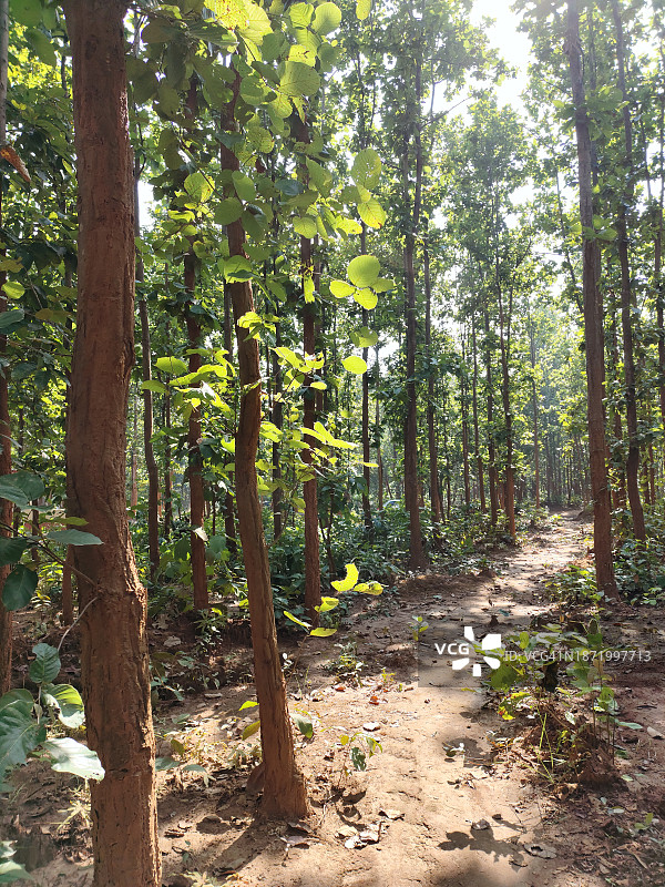 娑罗树与阳光下的树叶图片素材