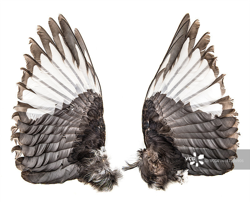 喜鹊鸟的翅膀图片素材