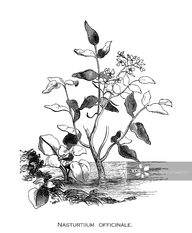 古董雕刻插图：水田芥图片素材