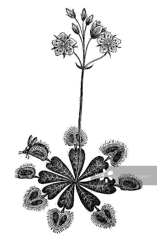 捕蝇草（Dionaea muscipula）古董插画图片素材