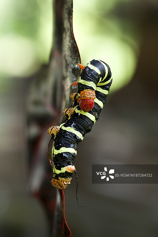毛毛虫图片素材