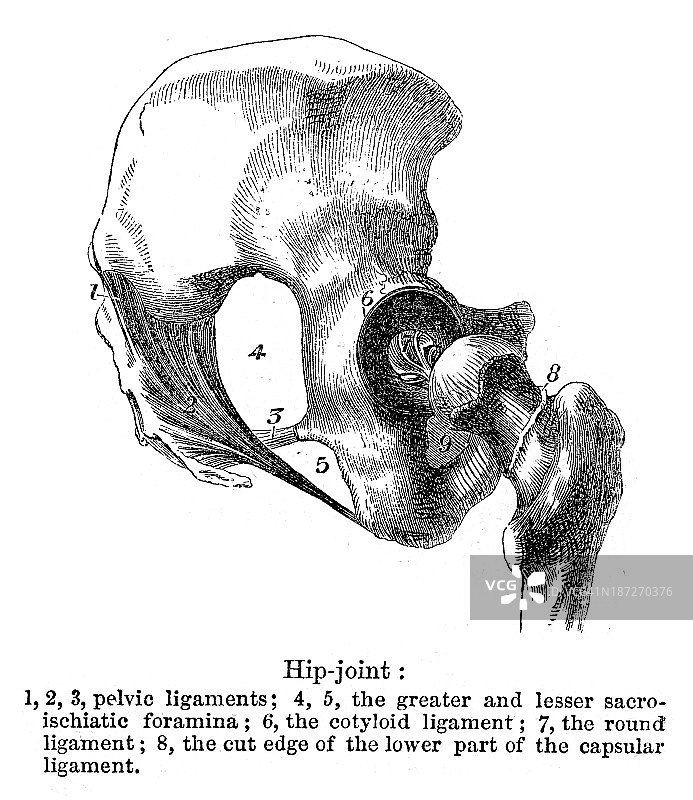 髋关节图片素材