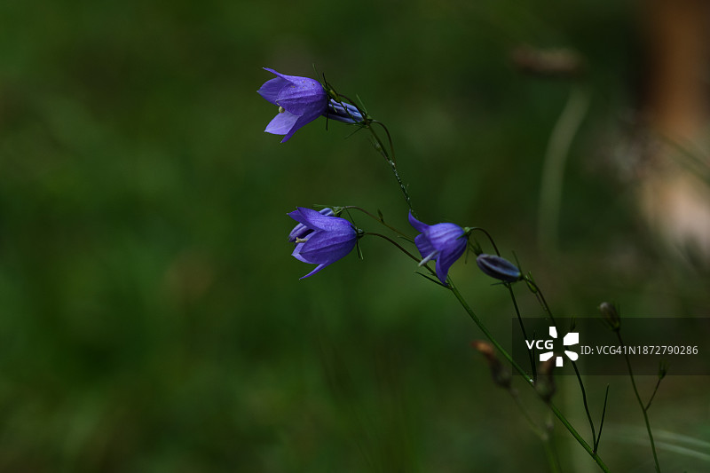 这些花被称为苏格兰蓝铃花图片素材