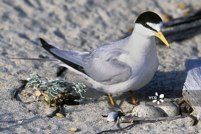 沙滩上产卵的加州小燕鸥图片素材