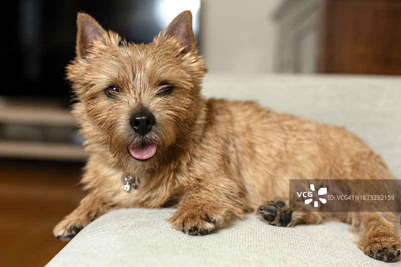 可爱的梗犬躺在沙发上图片素材