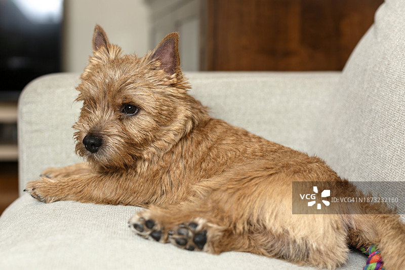 可爱的梗犬躺在沙发上图片素材
