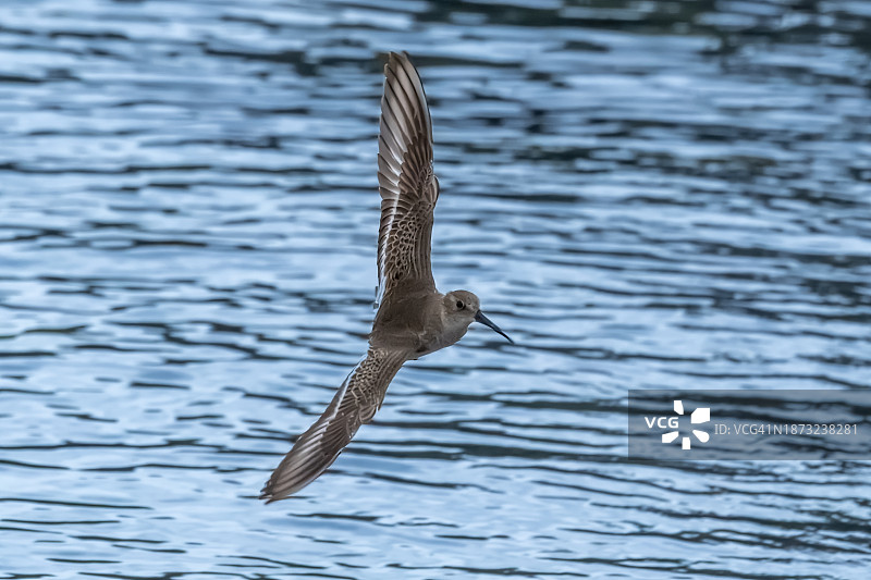 飞行中的滨鹬图片素材