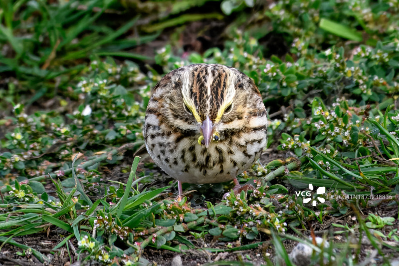 萨凡纳麻雀图片素材