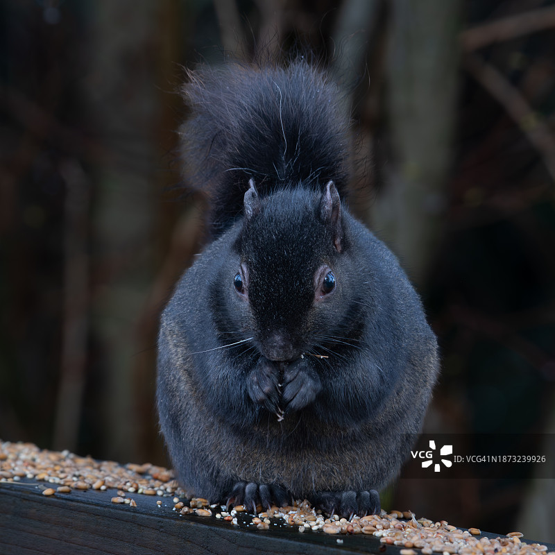 黑色松鼠进食图片素材