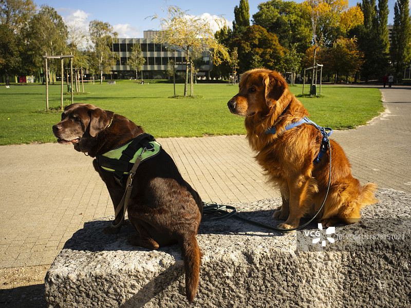 金毛寻回犬图片素材