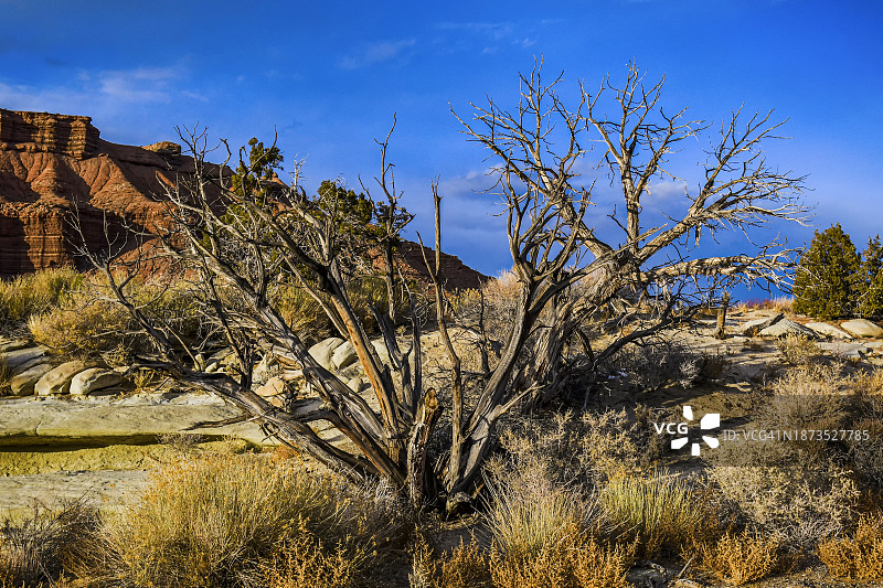 扭曲的杜松树图片素材