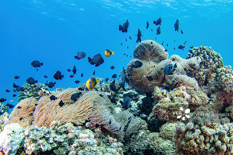 海葵鱼图片素材