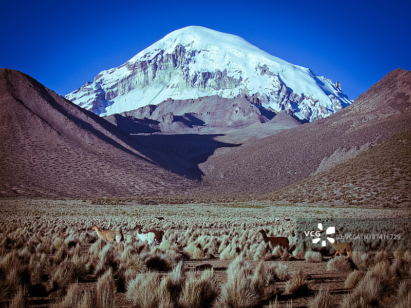 玻利维亚萨哈马火山与美洲驼图片素材