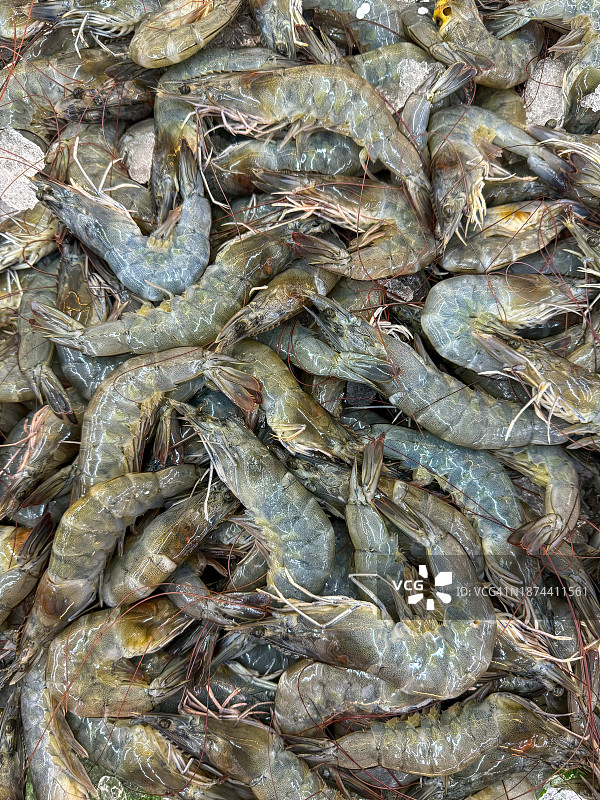 冰鲜虾图片素材