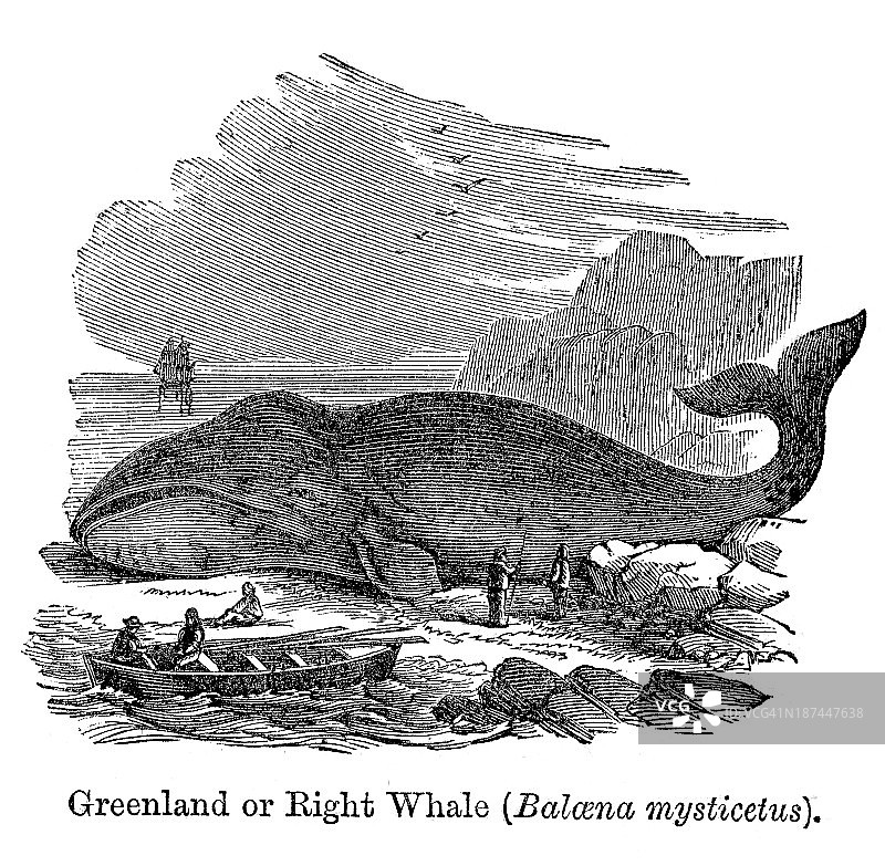 格陵兰露脊鲸图片素材